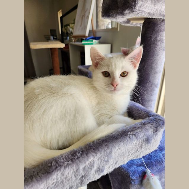 Photo of Dotty  Meet Me At Petstock Hastings 18/6/23