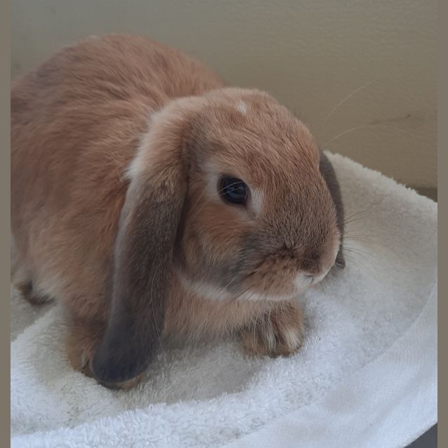Photo of Rabbit De Niro