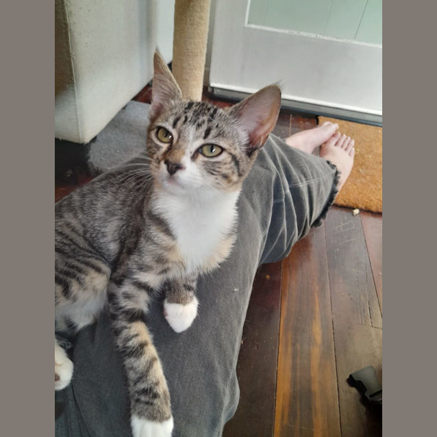 Photo of Opal