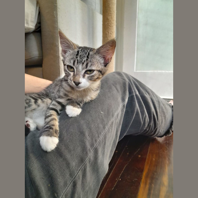 Photo of Opal