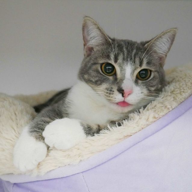 Photo of Melak Rstk010742