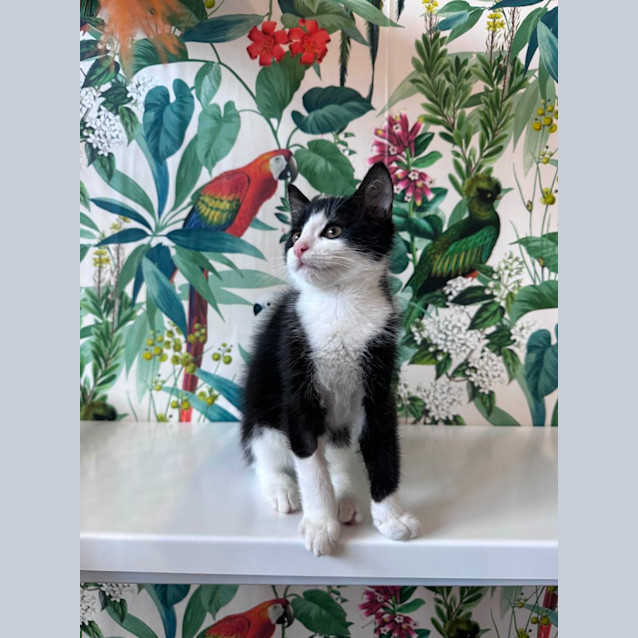 Photo of Benny   Located In Preston 