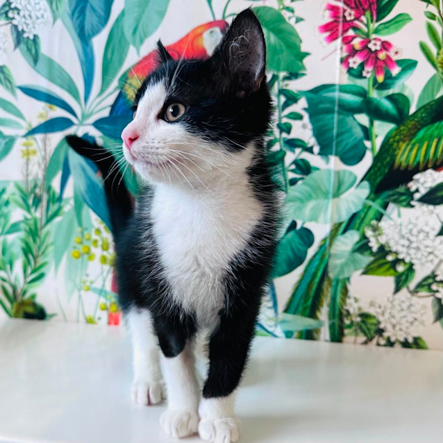 Photo of Benny   Located In Preston 