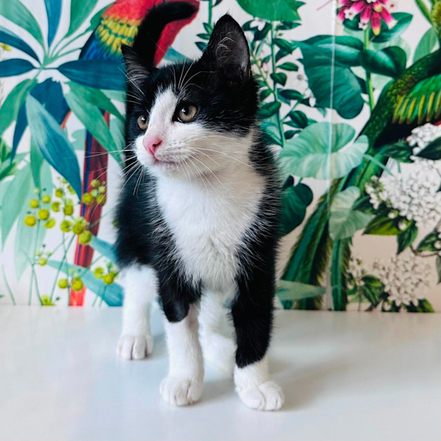 Photo of Benny   Located In Preston 
