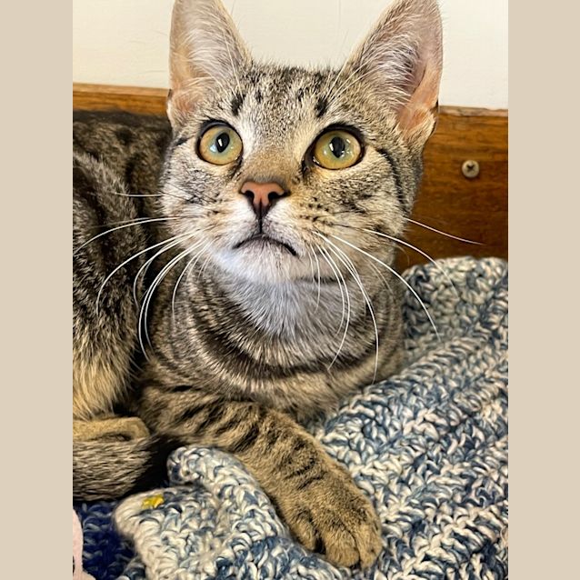 Photo of Hank