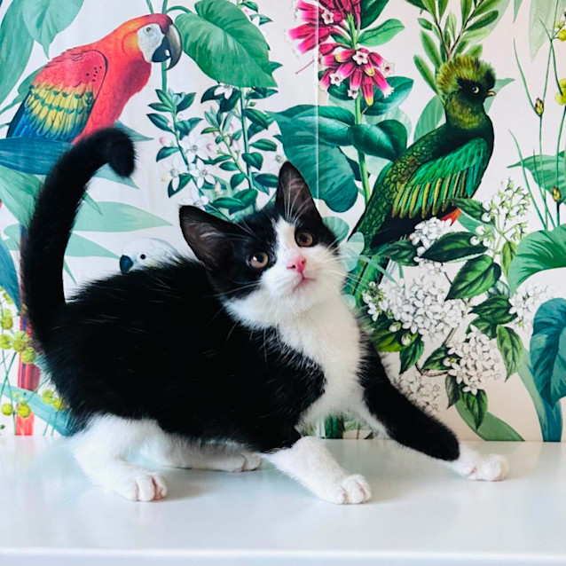 Photo of Benny   Located In Preston 