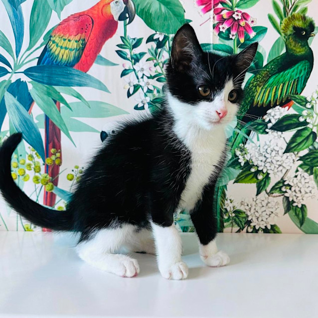 Photo of Benny   Located In Preston 