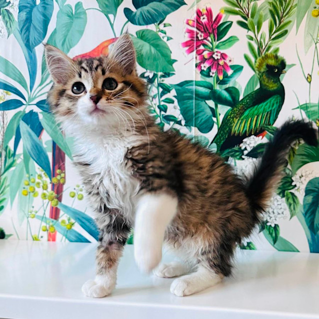 Photo of Lenny   Located In Preston 