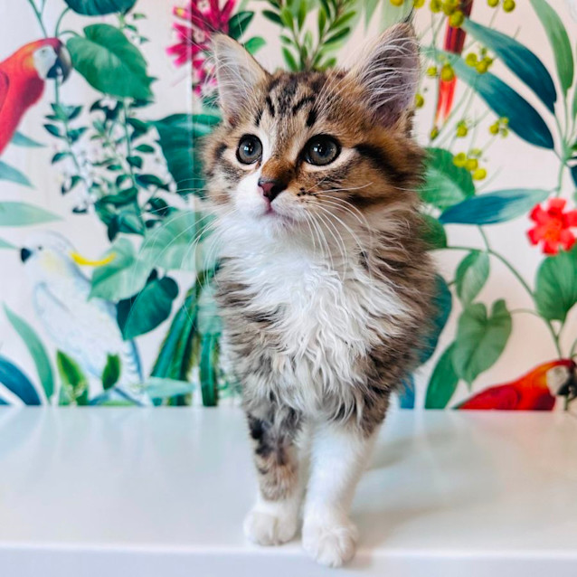 Photo of Lenny   Located In Preston 
