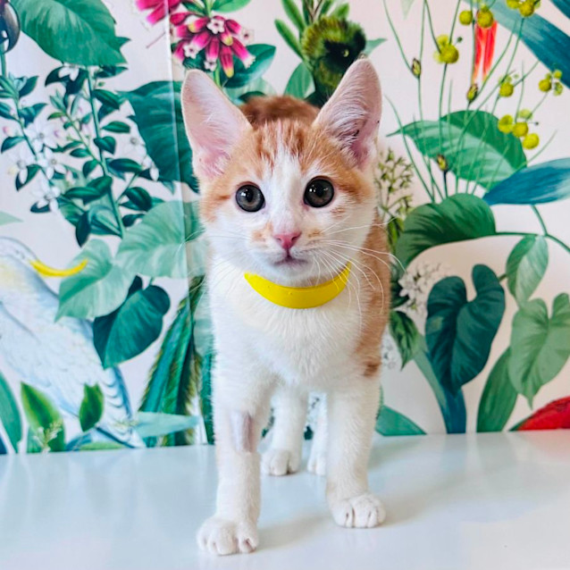 Photo of Elmo   Located In Preston 