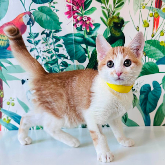 Photo of Elmo   Located In Preston 