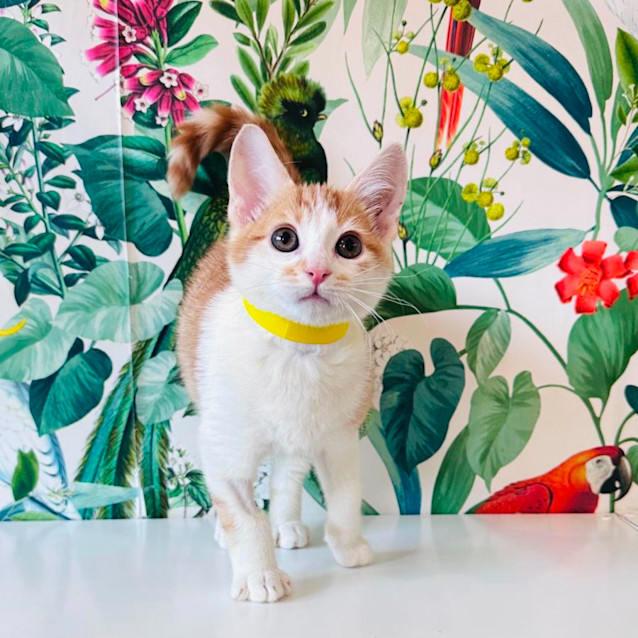 Photo of Elmo   Located In Preston 