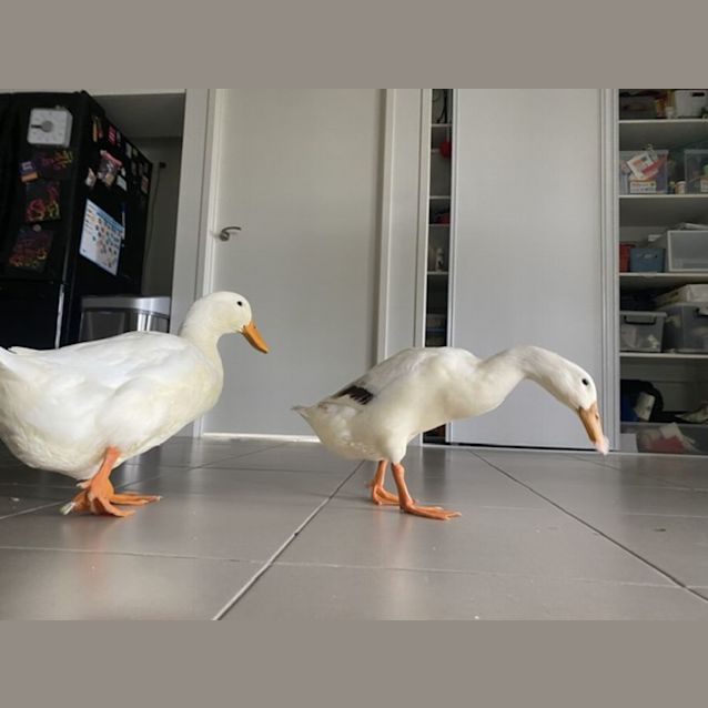 Photo of Momo And Monty