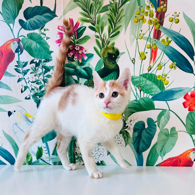 Photo of Conan   Located In Avondale Heights