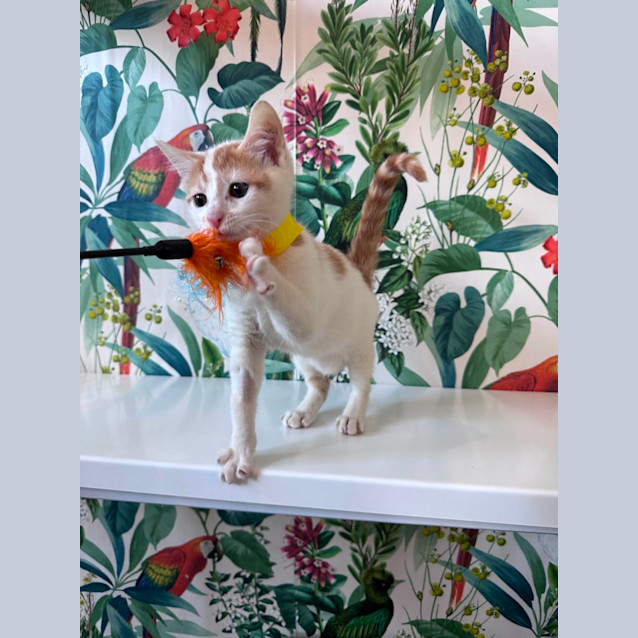 Photo of Conan   Located In Avondale Heights