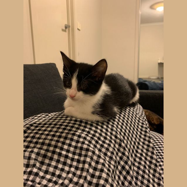 Photo of Luke   Belly Rub King