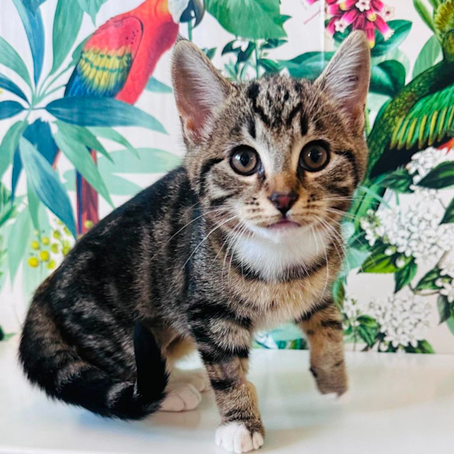 Photo of Belle   Located In Preston 