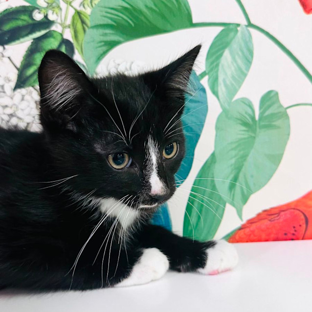Photo of Monty   Located In Preston 