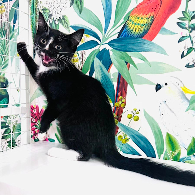 Photo of Monty   Located In Preston 