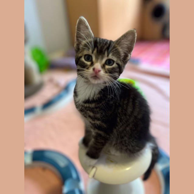 Photo of Archie   Located In Preston 