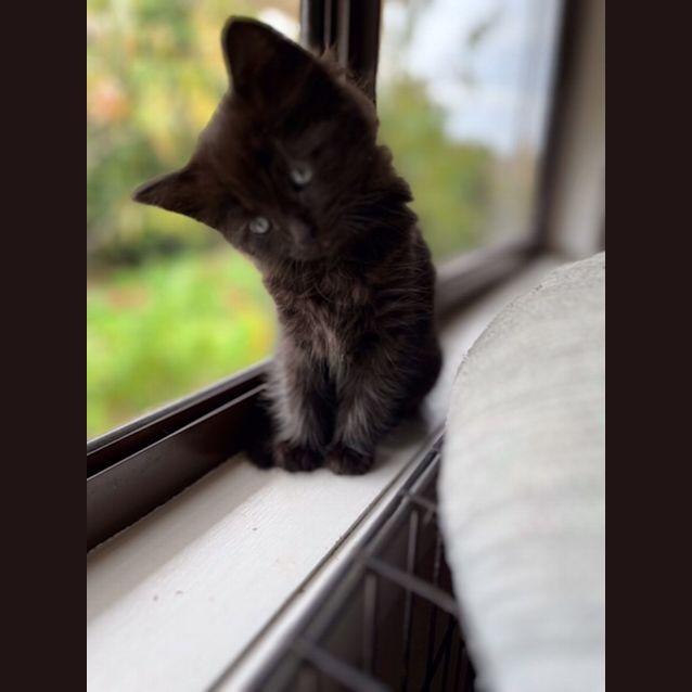 Photo of Rosie   Located In Sydenham