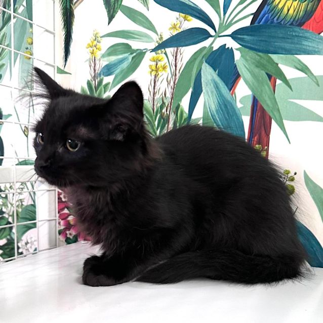 Photo of Rosie   Located In Sydenham