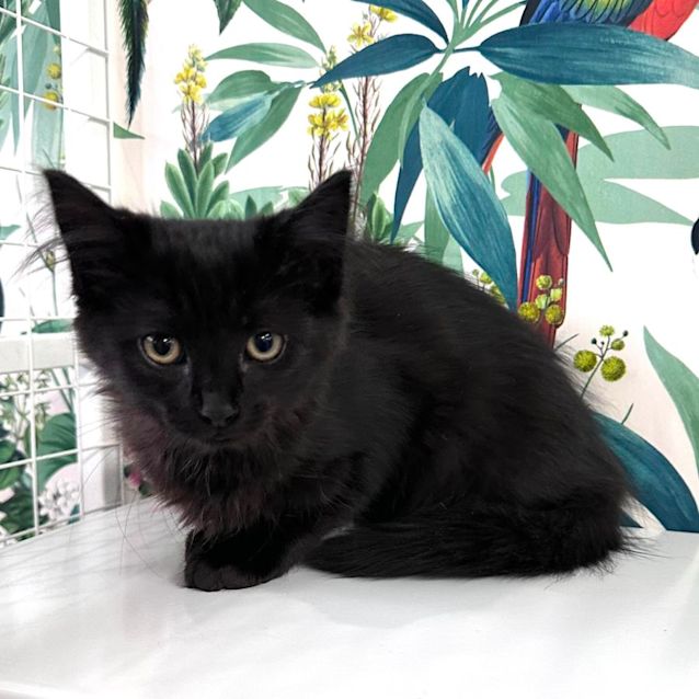 Photo of Rosie   Located In Sydenham