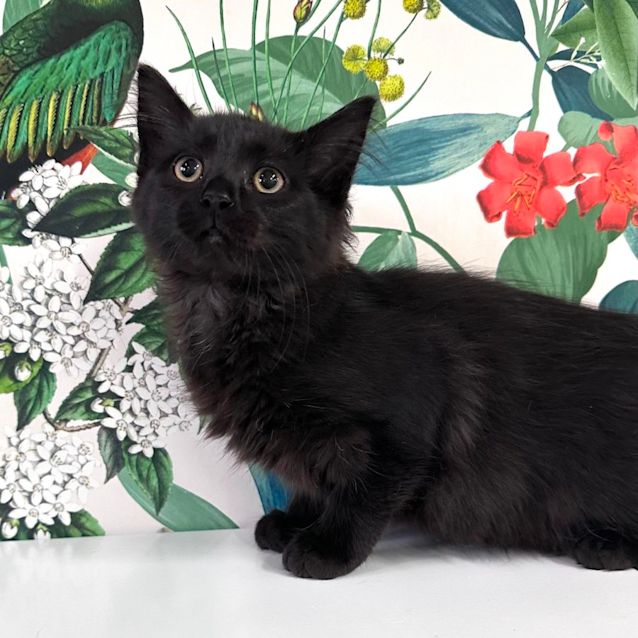 Photo of Rosie   Located In Sydenham