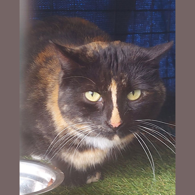 Photo of Annalisa 🌹