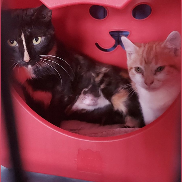 Photo of Annalisa 🌹