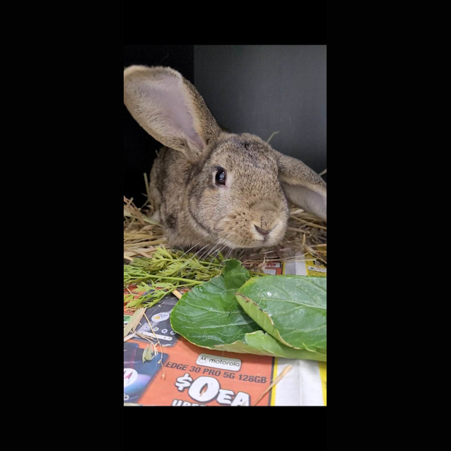 Photo of Frankie & Mikey