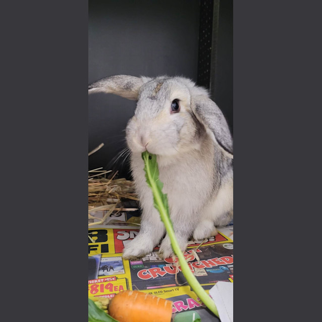 Photo of Frankie & Mikey