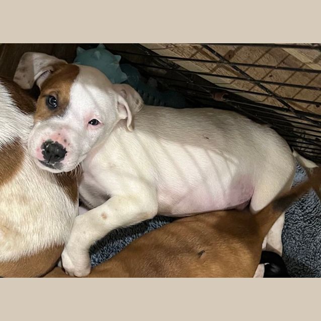 Photo of Banjo