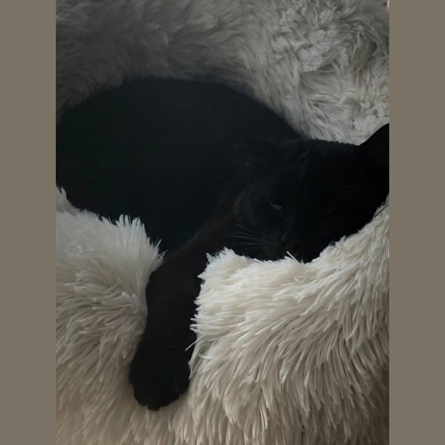 Photo of Dadda 🐈‍⬛💙