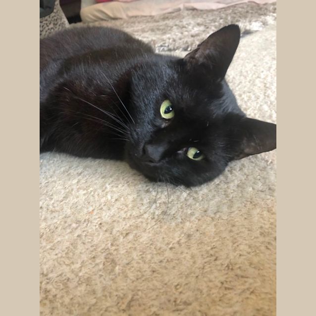 Photo of Dadda 🐈‍⬛💙