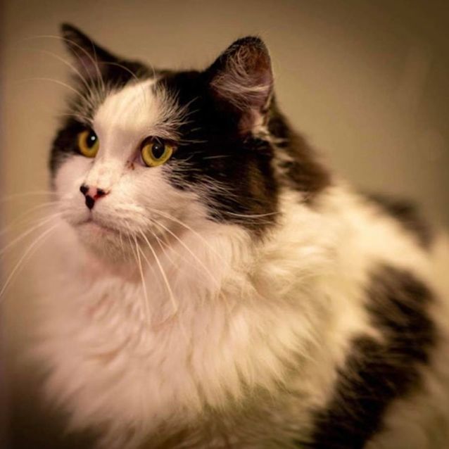 Photo of 8181   Samson
