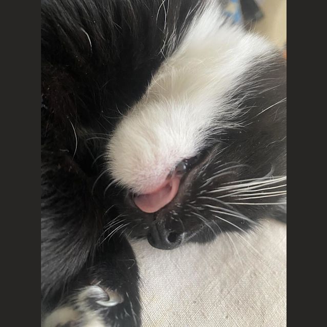Photo of Little Queen Charlie