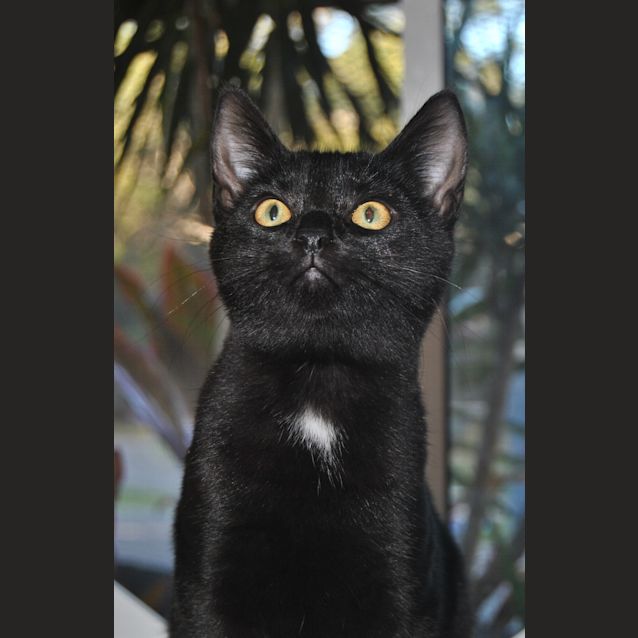 Photo of Rocco