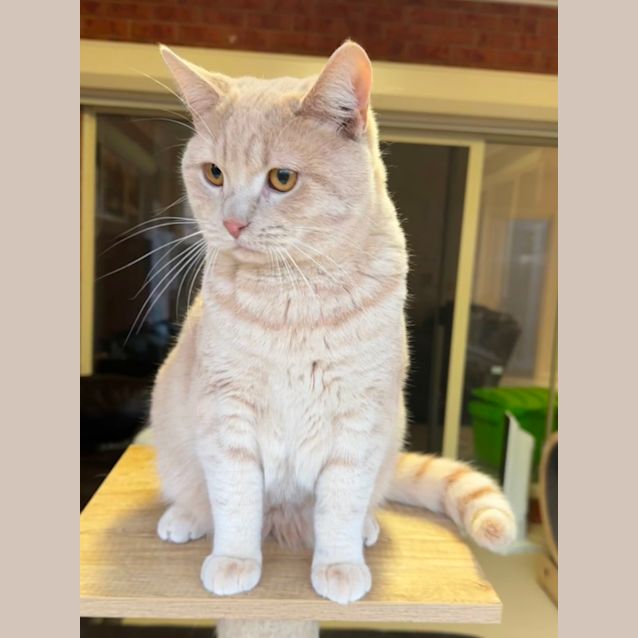 Photo of Suko