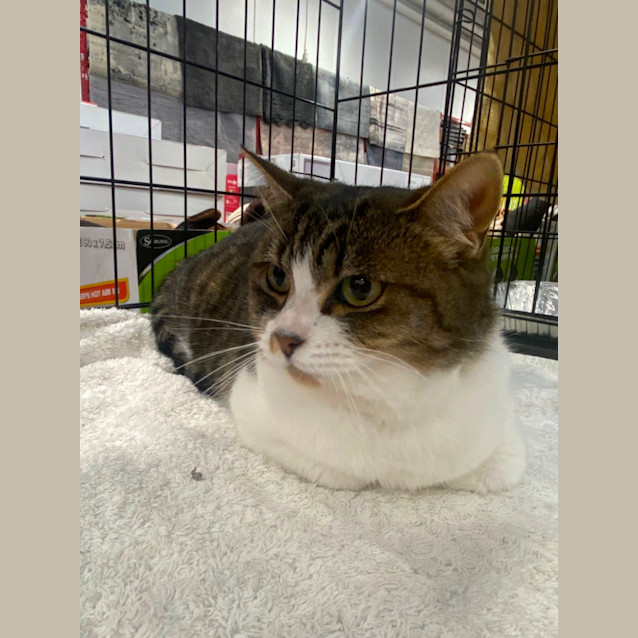 Photo of Olive 