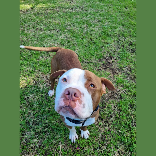 Photo of Trigger