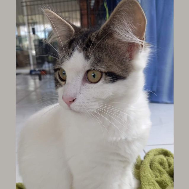 Photo of Ghost