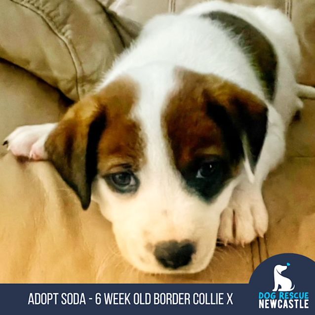 Photo of Soda   6 Week Old Border Collie X (Trial 12/6/23)