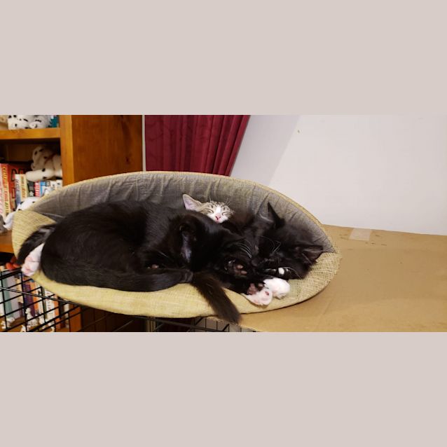 Photo of Kismet