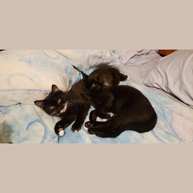 Photo of Kismet