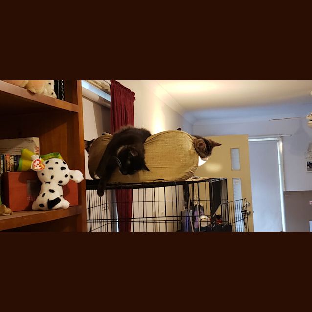 Photo of Octavia Piano Toes