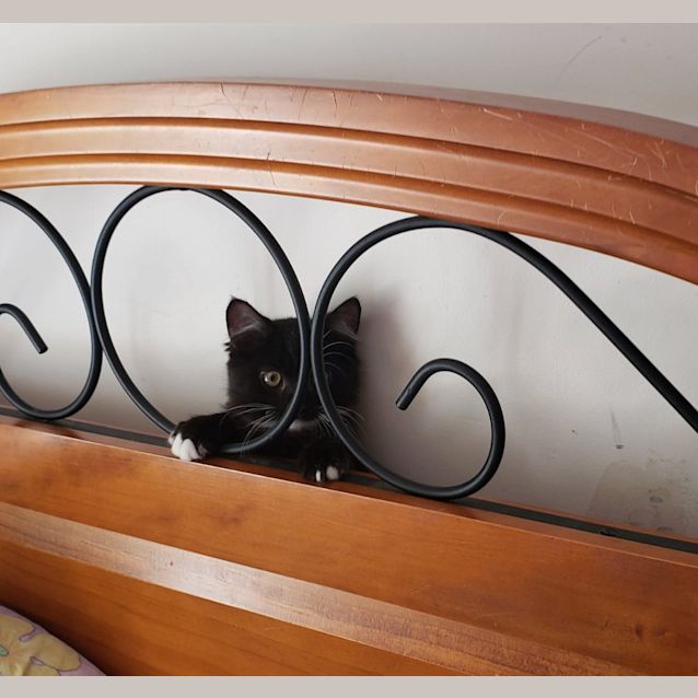 Photo of Octavia Piano Toes