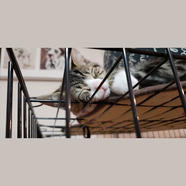 Photo of Strudel