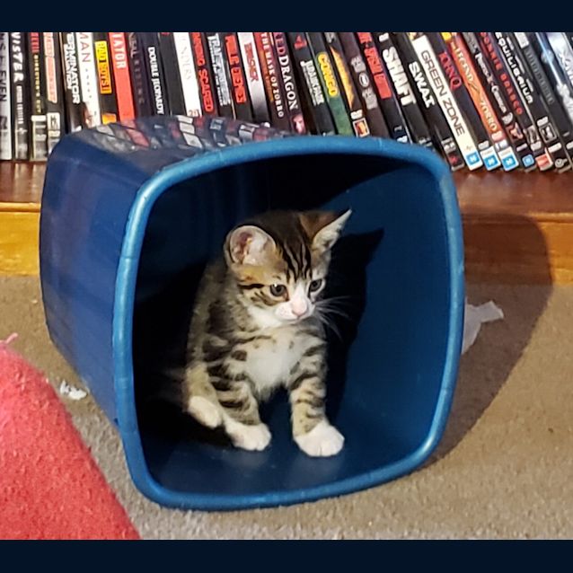 Photo of Strudel