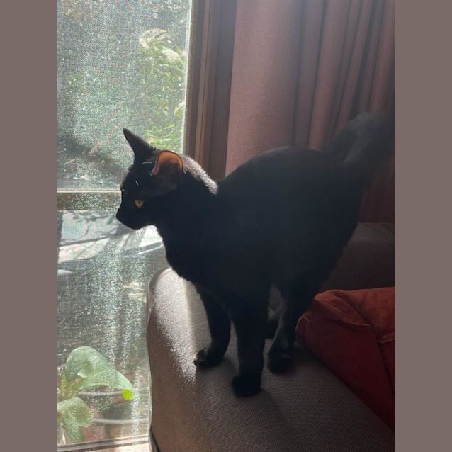 Photo of Darling Dior The Purrrrfect Kitten